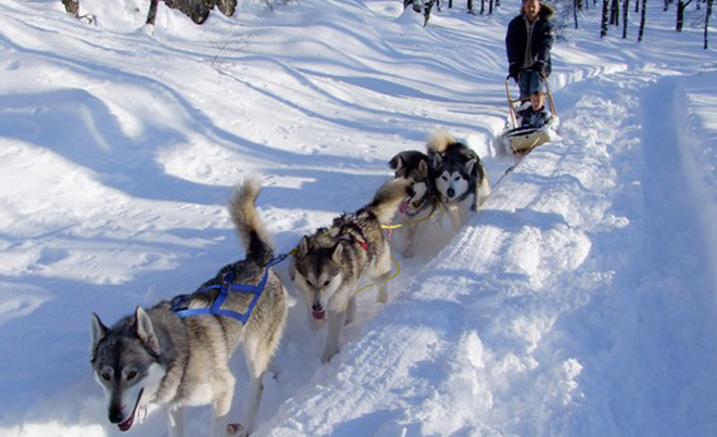 Chiens de traineaux