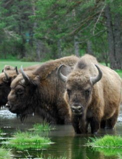 bison